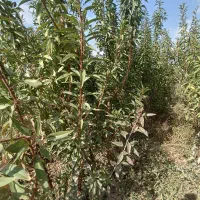 نهال بادام دو ساله سه ساله داش بادام|خدمات باغبانی و درختکاری|خسروشاه, |دیوار