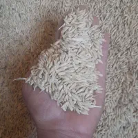 فروش جو درجه 1 بذری