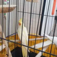 یک جفت عروس هلندی|پرنده|شهریار, رضی آباد بالا|دیوار