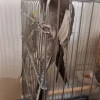 عروس هلندی|پرنده|شیراز, فرودگاه شهید دستغیب شیراز|دیوار