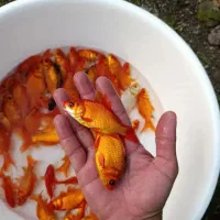 ماهی قرمز|ماهی|قنوات, |دیوار