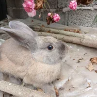 خرگوش نروماده حامله ویک بچه یک ماهه