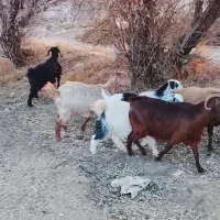 5راس بز محلی|حیوانات مزرعه|قروه, |دیوار