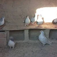 کفتر سده،ساده فروشی دونه ۲۵۰ت