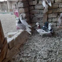 کفتر پرشی و جوجه طوقی|پرنده|مشهد, فریزی|دیوار