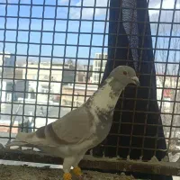 پلنگی|حیوانات|بجنورد, |دیوار