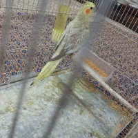 عروس هلندی|پرنده|رضوانشهر, |دیوار