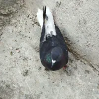 فروش کبوتر|پرنده|بندر ترکمن, |دیوار