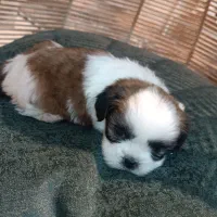 سگ خوشگل|سگ|پاکدشت, شهرک امام رضا|دیوار