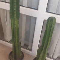 کاکتوس کم یاب