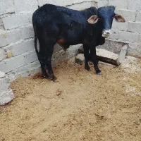 گوساله نر خارجی