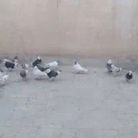 کفتر پرشی تهرانی|پرنده|شهریار, شهرک مصطفی خمینی|دیوار