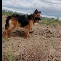 واگذاری ژرمن ماده/فوری|سگ|کاشمر, |دیوار