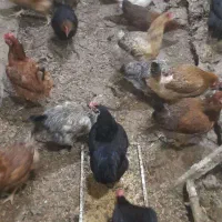 مرغ محلی|حیوانات مزرعه|جلفا, |دیوار