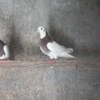 یه جفت کفتر طوقی