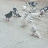 ۷۰ عدد کبوتر درجه یک
