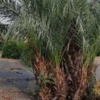 نخل|خدمات باغبانی و درختکاری|اصفهان, سنبلستان|دیوار