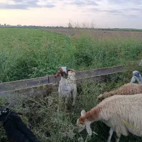 سلام دو شیشک دو دندان