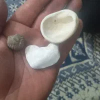 فسیل های قیمتی|کلکسیون اشیاء عتیقه|همدان, |دیوار