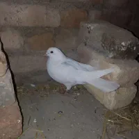 کبوتر ماده