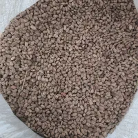 لوبیا چیتی درجه یک زود پز خوش پخت