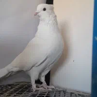 دو کفتر سفید و آلمانی و عروس هلندی|حیوانات|قائن, |دیوار