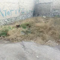 زمین