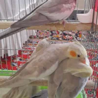 عروس هلندی  ۷۰۰