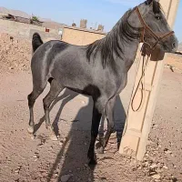 فروش کره مادیون|اسب و تجهیزات اسبسواری|رونیز, |دیوار