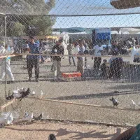 گنجه و تور کبوتر|پرنده|تهران, کوی بیمه|دیوار