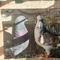 کبوتر|پرنده|هشتگرد, شهرک بعثت|دیوار