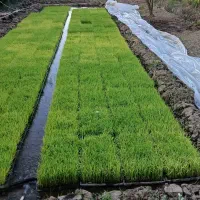 فروش  نشاء برنج دمسیاه در رشت