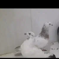 گمشده تخم داره فردا یا پس فردا جوجه هاش درمیان|حیوانات|میانه, |دیوار