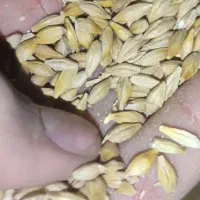 جو ابی
