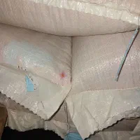 گندم پیشگام بذر دولتی امسال