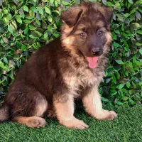 ژرمن شپرد شولاین اورجینال وارداتی اصیل