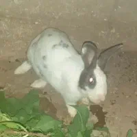 خرگوش نر بالغ