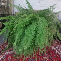 سرخس|گل و گیاه طبیعی|اهر, |دیوار
