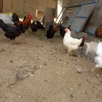 فروش مرغ و خروس محلی، ابپخش|حیوانات مزرعه|آبپخش, |دیوار