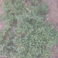 یک عدد النگو سایز سه پهن نو نو