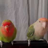 طوطی برزیلی|پرنده|پیشوا, |دیوار