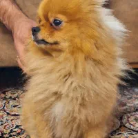 سگ پامرروباهی