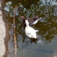 غاز فروشی چاق و سرحال|حیوانات مزرعه|عنبرآباد, |دیوار