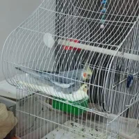 عروس هلندی مولد نر و ماده یه جفت|پرنده|همدان, |دیوار