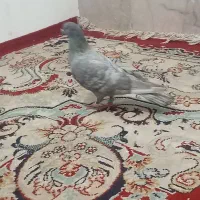 کفتر|پرنده|تربتحیدریه, بی بی حسنیه|دیوار