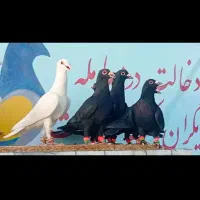 بیله کلاغ پریده