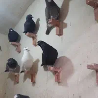 کفتر سوراخ|پرنده|کرمان, |دیوار