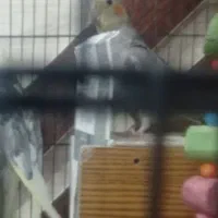 عروس هلندی سالم رودبار|پرنده|رودبار (کرمان), |دیوار