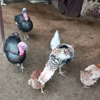 فروش بوقلمون