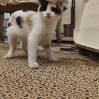 واگذاری توله گربه